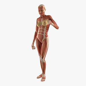 Female Human Muscles Anatomy 3D Model