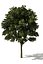tree1