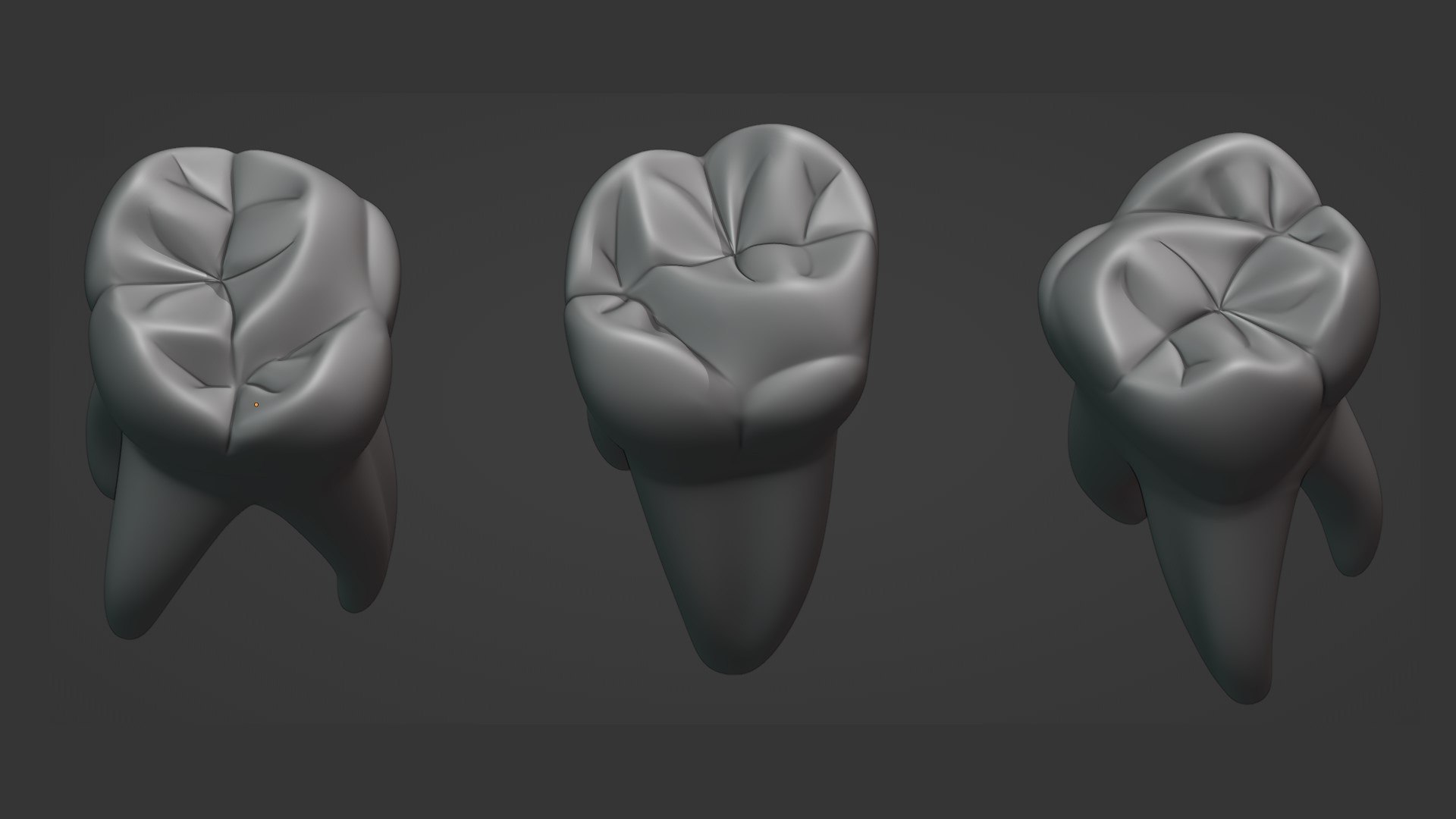 Maxillary First Molar 3D Model - TurboSquid 1911188