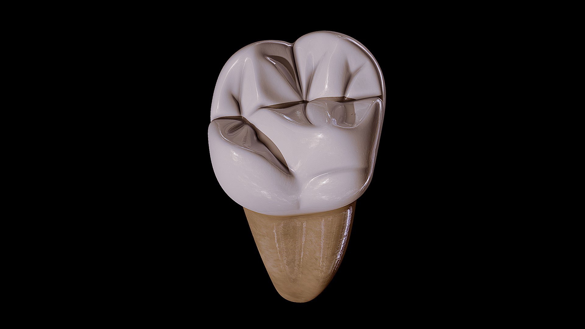 Maxillary First Molar 3D Model - TurboSquid 1911188