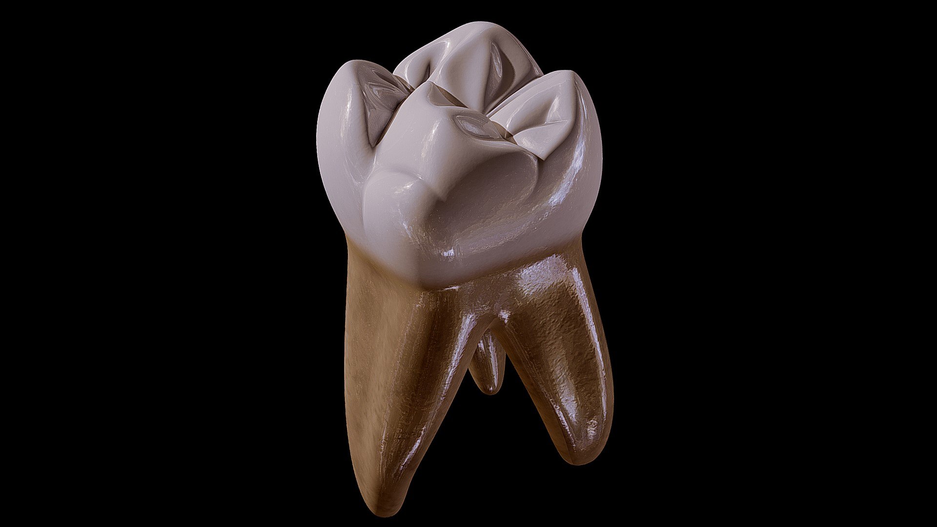 Maxillary First Molar 3D Model - TurboSquid 1911188