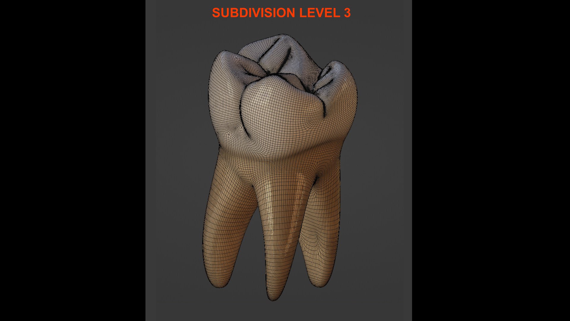 Maxillary First Molar 3D Model - TurboSquid 1911188