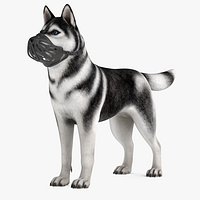 Siberian Husky with Muzzle