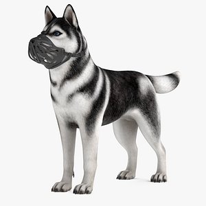 Siberian Husky with Muzzle