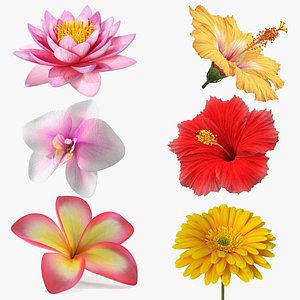 Flowering Plants Collection 2