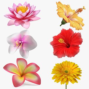 Flowering Plants Collection 2