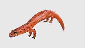 Low Poly Salamander Rigged With Realistic Texture
