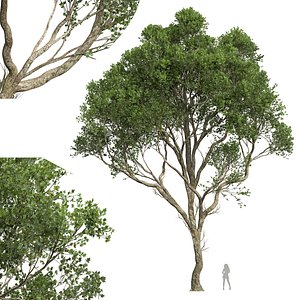 New Plant High detail Acer Pseudoplatanus03 3D model