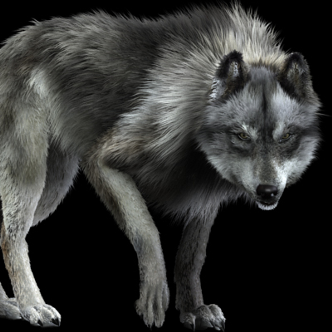 Wolf models. Доисторический волк canis Dirus. Волк 3d. Модель волка.