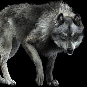 photorealistic wolf canis animation 3d model
