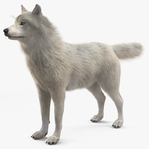 3D Polar Wolf Fur for Cinema 4D