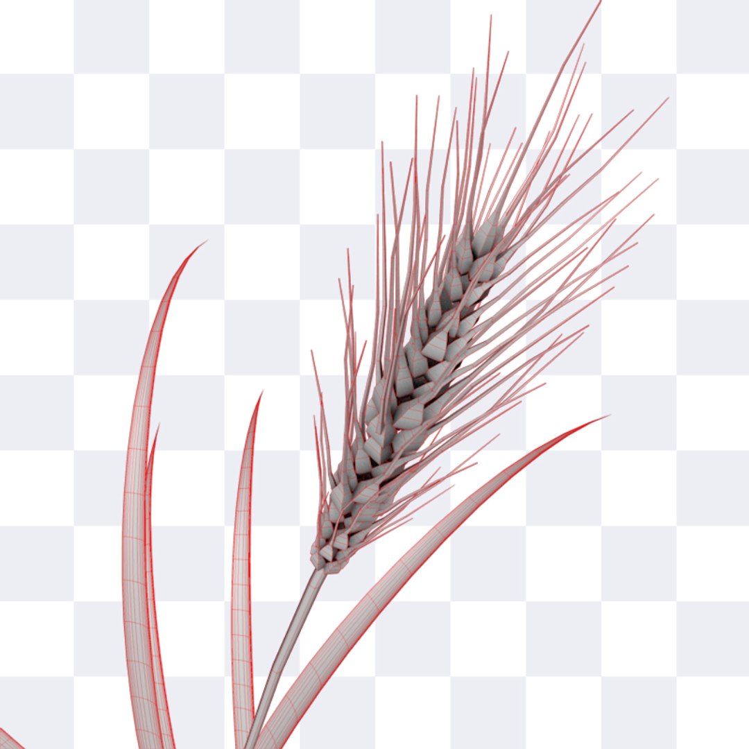 3d wheat https://p.turbosquid.com/ts-thumb/jQ/bJSnHt/9EkI2ls4/wheat_03/jpg/1405600416/1920x1080/fit_q87/50e87ed9e370bffc04362c65c9366ed3e2ff1e36/wheat_03.jpg