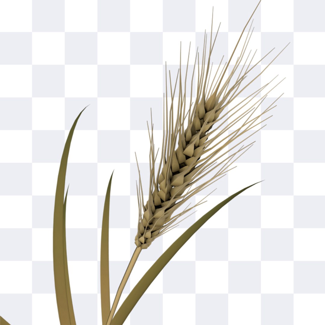 3d wheat https://p.turbosquid.com/ts-thumb/jQ/bJSnHt/KJ8g48A0/wheat_02/jpg/1405600462/1920x1080/fit_q87/efd0da9f3e6a6183478c7410c062f0cd20135590/wheat_02.jpg