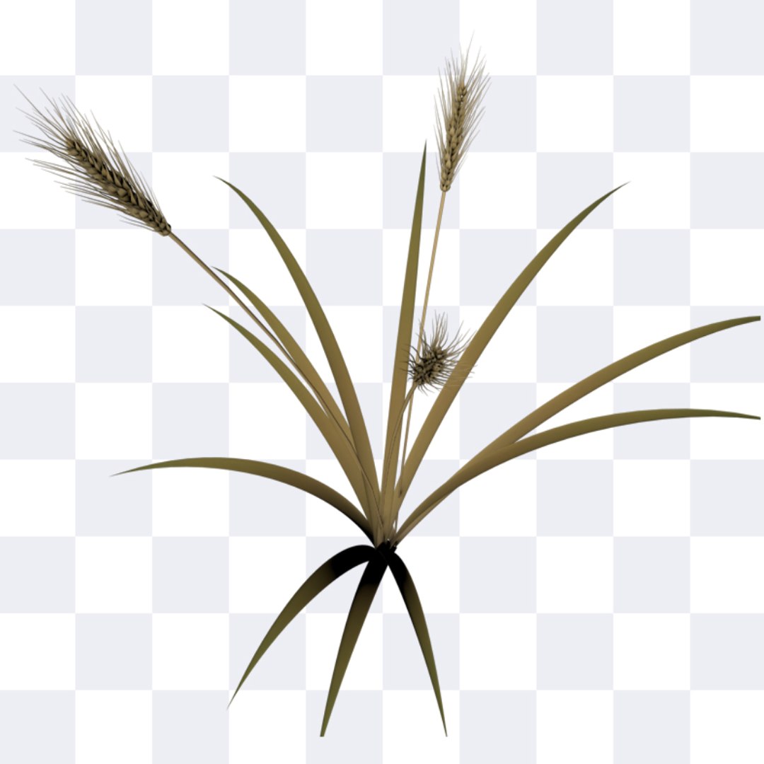 3d wheat https://p.turbosquid.com/ts-thumb/jQ/bJSnHt/xJsvoTht/wheat_04/jpg/1405600419/1920x1080/fit_q87/c305417190014c439e8a2ab3abf7b87f9fbea298/wheat_04.jpg