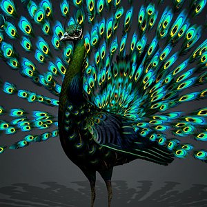 Peacock Black-A3