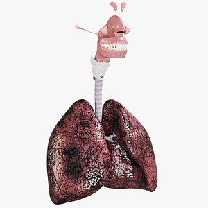 respiratory smoker s lungs 3D model