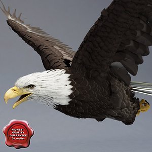 Bald Eagle Pose 3