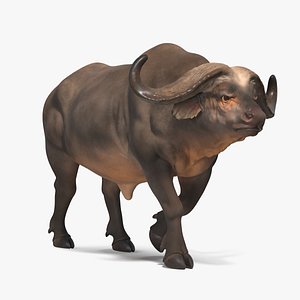 3D model african buffalo walking pose