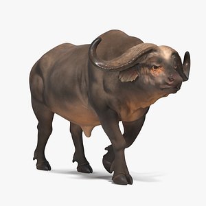 African Buffalo Walking Pose