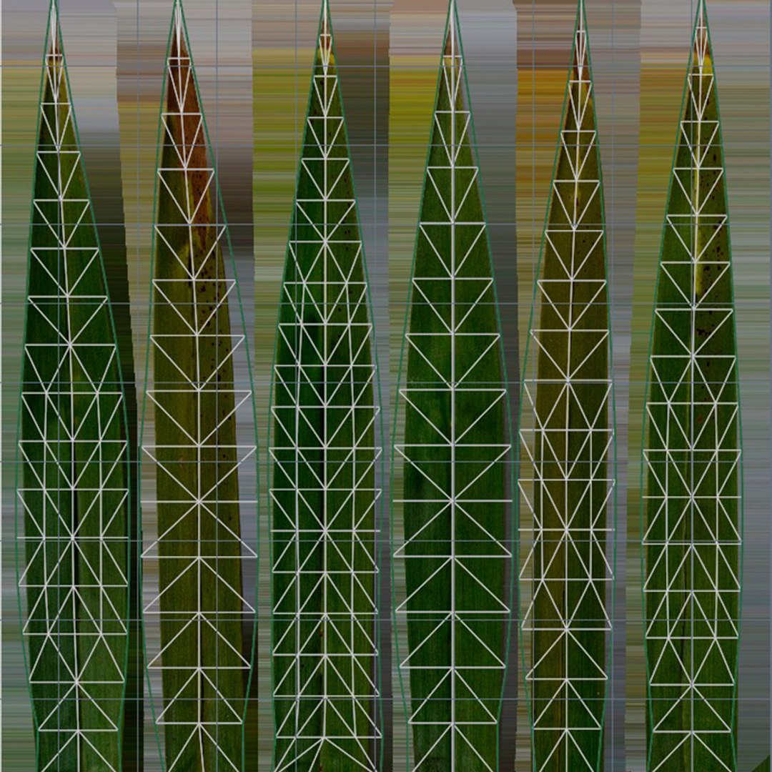 3D Arabic Palm 150 Frame Loop Animated https://p.turbosquid.com/ts-thumb/jR/1cUr50/Ei/uv_01/jpg/1761055632/1920x1080/fit_q87/1727c4c13fea3bb023cabdd5d0cb31c5cb3542dc/uv_01.jpg
