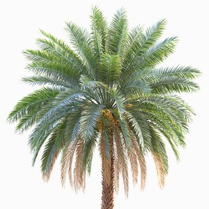 3D Arabic Palm 150 Frame Loop Animated