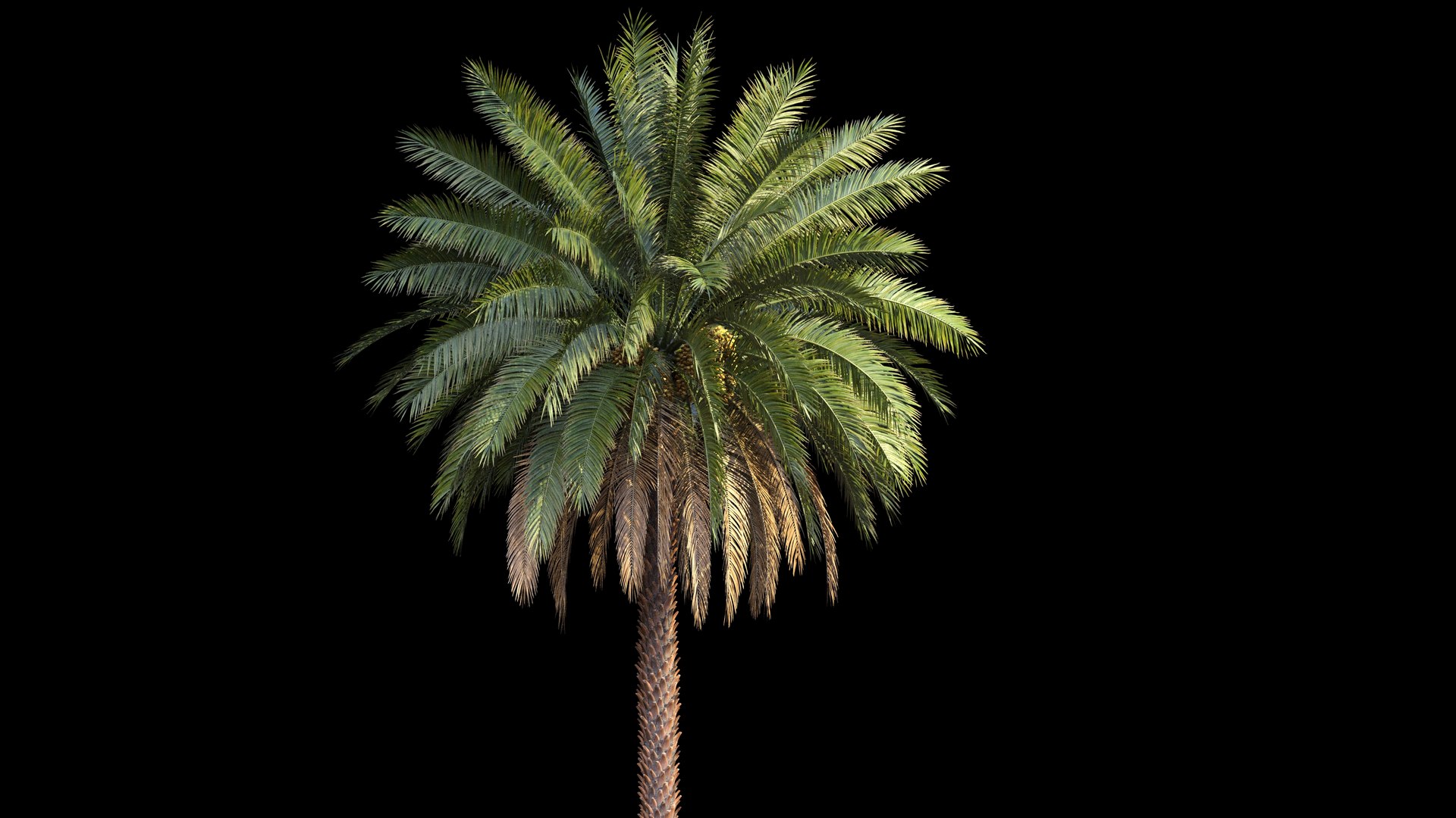 3D Arabic Palm 150 Frame Loop Animated https://p.turbosquid.com/ts-thumb/jR/1cUr50/qm/renderarnold/jpg/1761055873/1920x1080/fit_q87/849c0dff54f8f49fa2ee7165c9e2f79378ebf69c/renderarnold.jpg