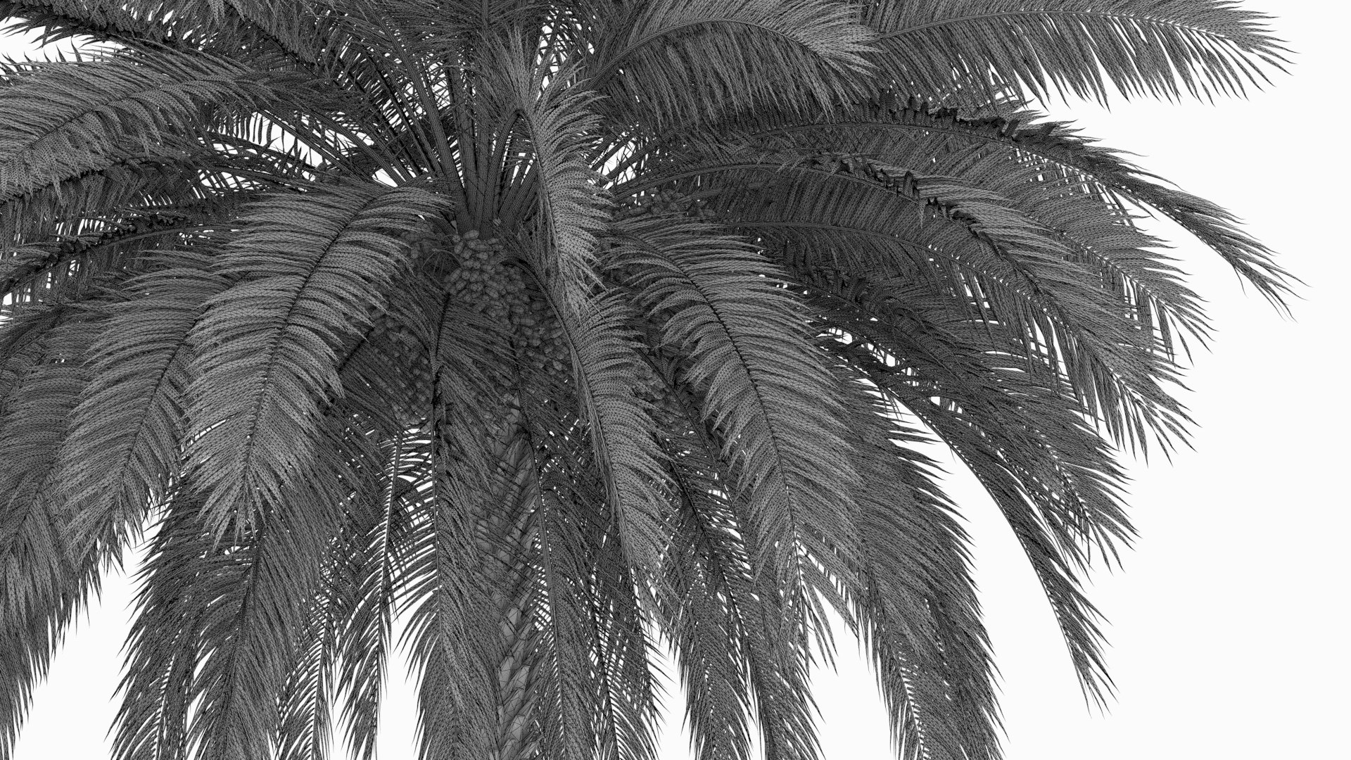 3D Arabic Palm 150 Frame Loop Animated https://p.turbosquid.com/ts-thumb/jR/1cUr50/sU/wireframe/jpg/1761054321/1920x1080/fit_q87/c267ca2881f4ee801f78fc68806b0355a9833a0e/wireframe.jpg