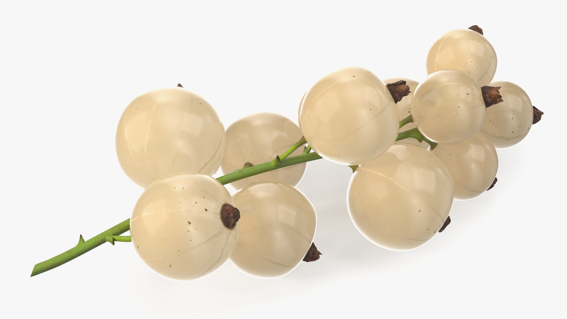White Currant Berries Branch Model - TurboSquid 2295921