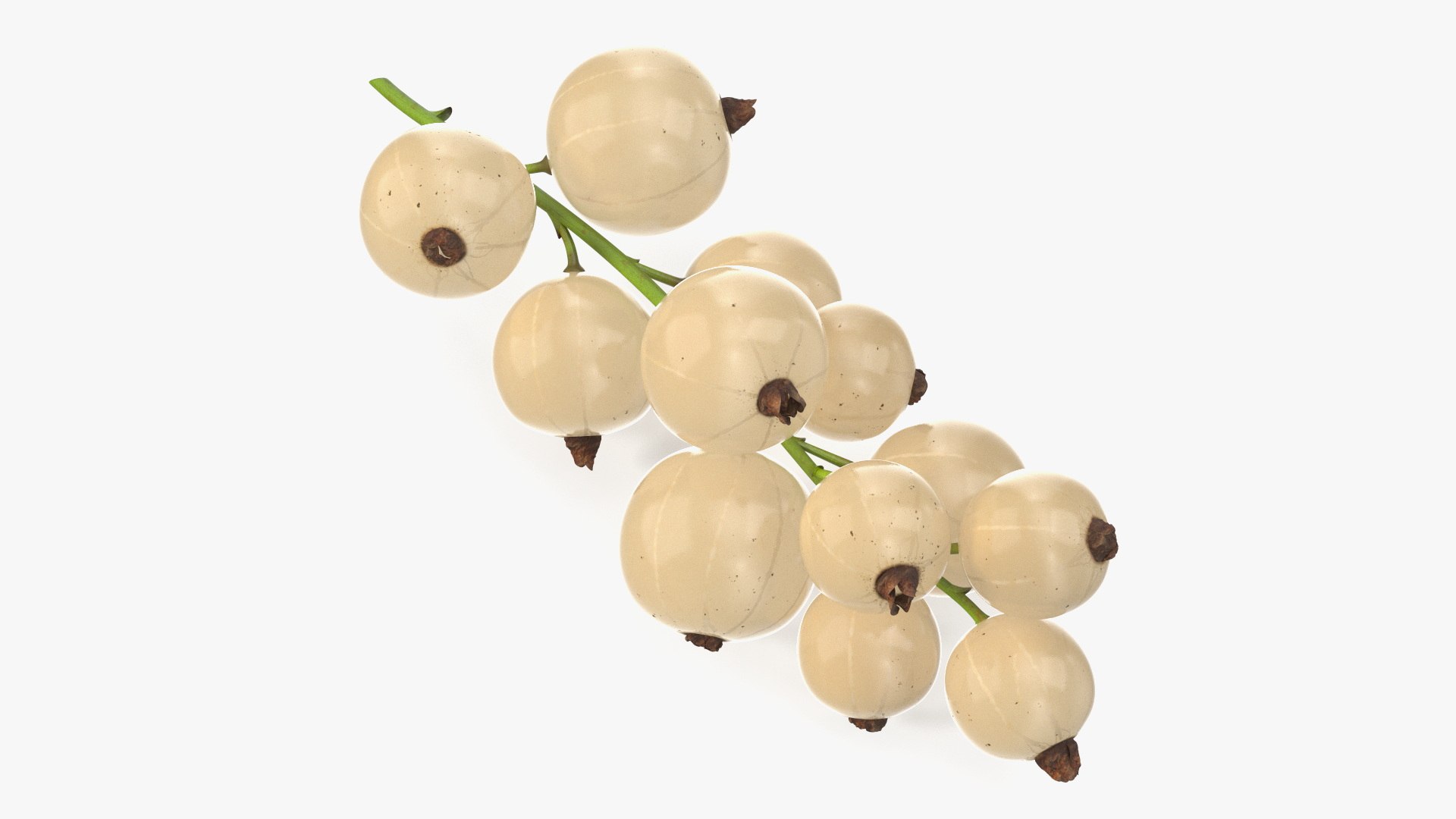 White Currant Berries Branch Model - TurboSquid 2295921