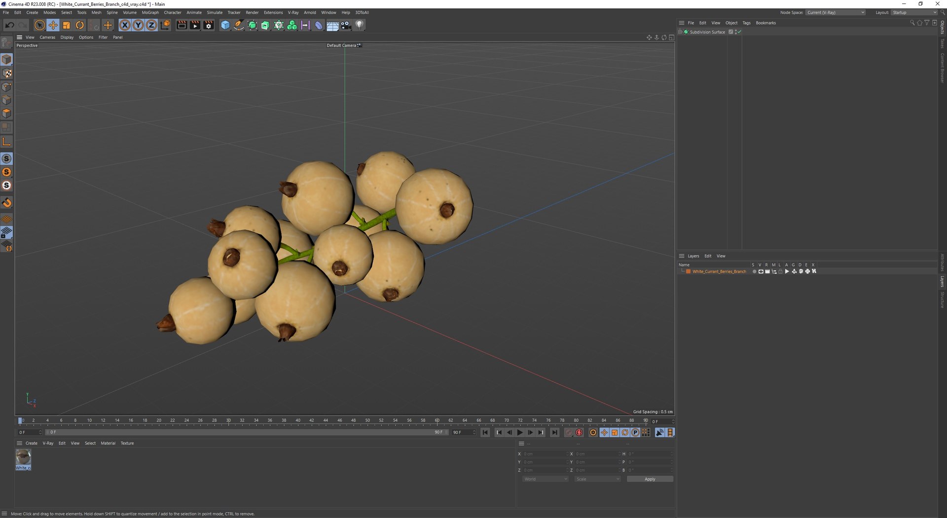 White Currant Berries Branch Model - TurboSquid 2295921