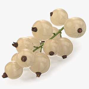 White Currant Berries Branch model