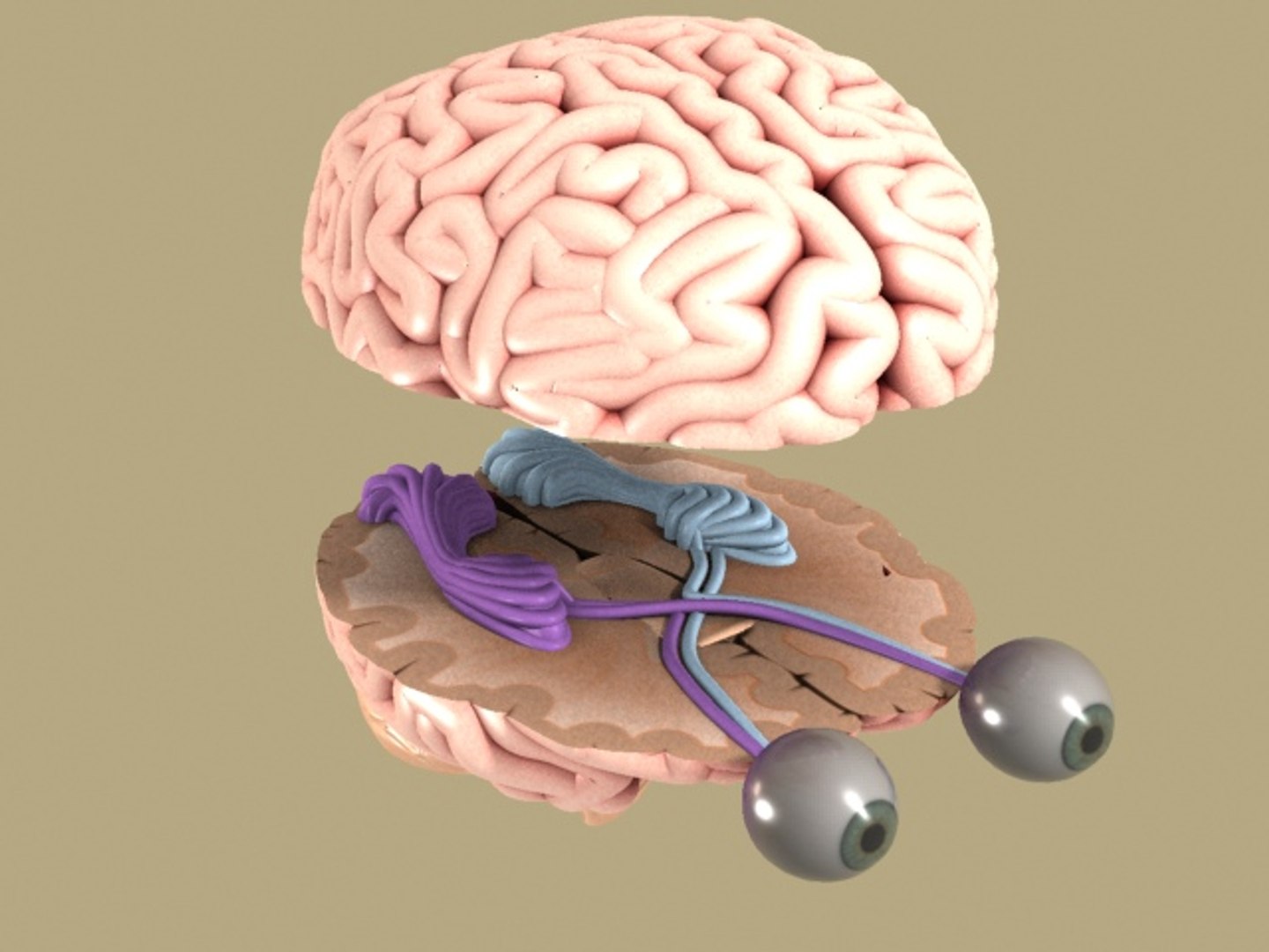 human brain with eyes