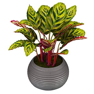 3D Collection plant vol 637 - Calathea Makoyana