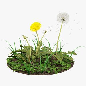 Dandelions and Grass