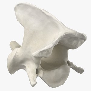 Domestic Cat Cervical Vertebrae C2 Axis 01