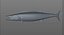 Wahoo Fish