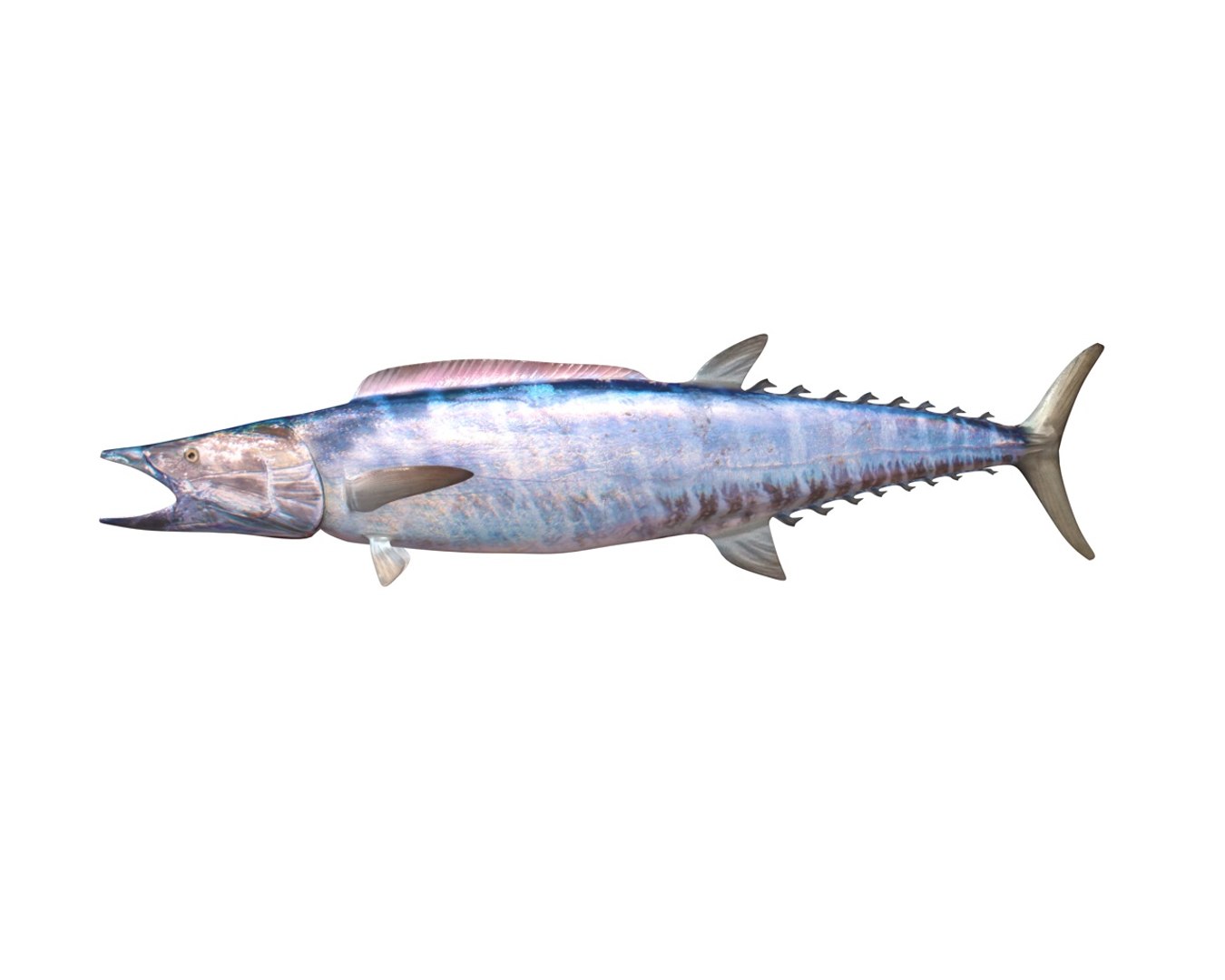 fish 3D model https://p.turbosquid.com/ts-thumb/jR/cuMTyq/G3TLz1Rr/3/jpg/1588405132/1920x1080/fit_q87/0d399aef5348b0a7968390dbabfc822faa7aa213/3.jpg