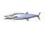 Wahoo Fish
