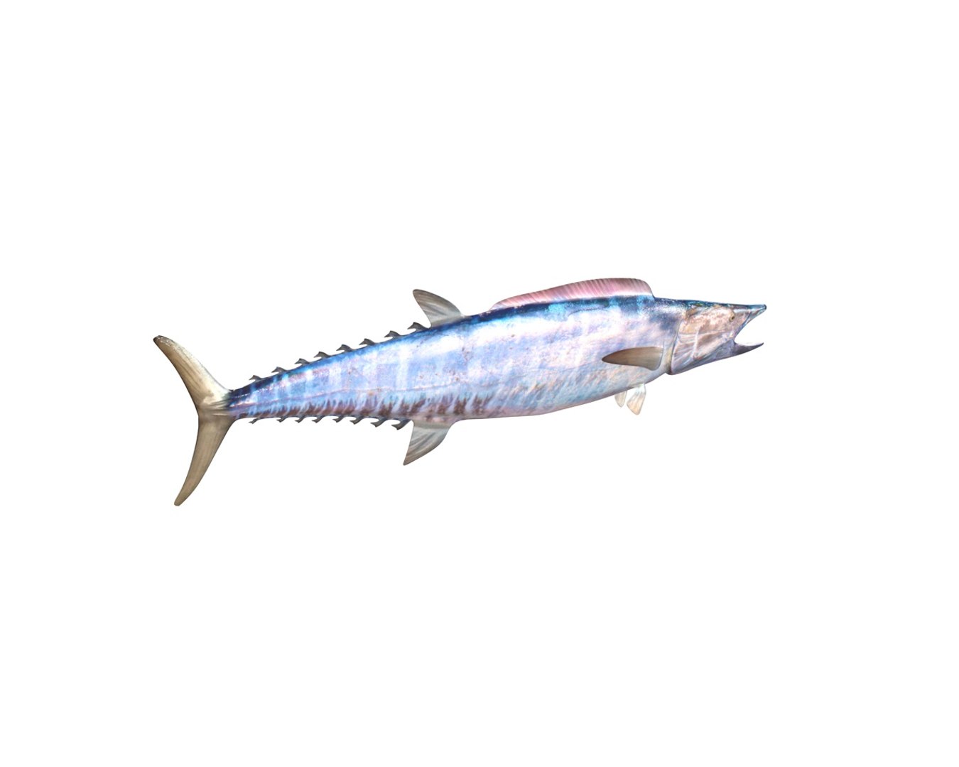 fish 3D model https://p.turbosquid.com/ts-thumb/jR/cuMTyq/WiJhNEoF/6/jpg/1588405132/1920x1080/fit_q87/be336d44cae30cedfae67a486331fccd6fc11dee/6.jpg