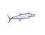 Wahoo Fish