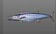 Wahoo Fish