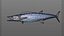 Wahoo Fish
