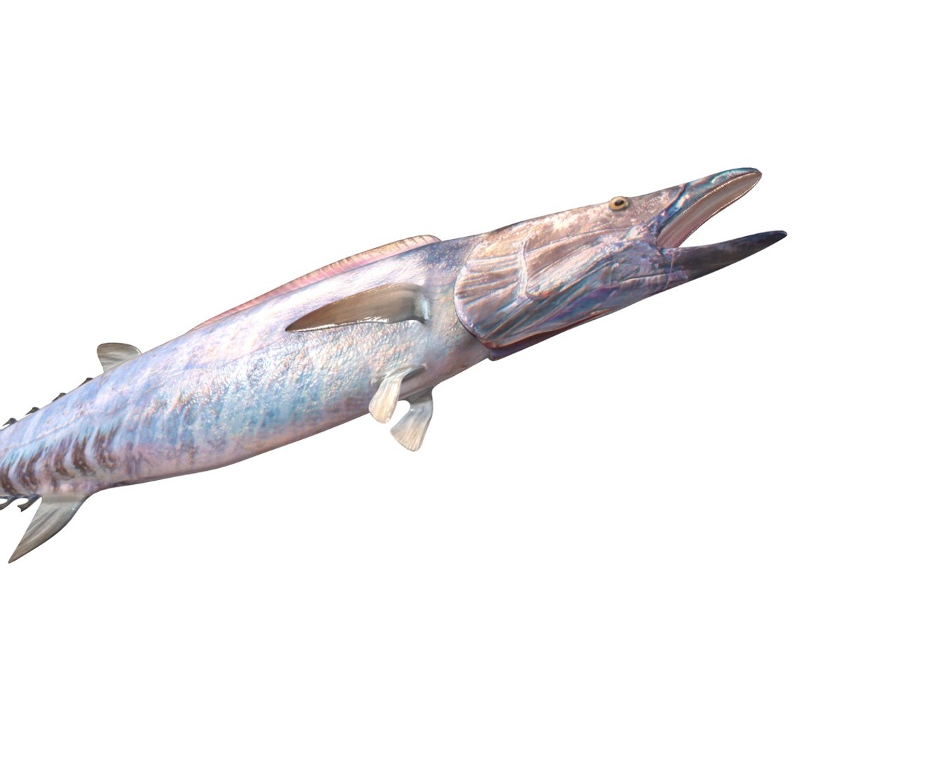 fish 3D model https://p.turbosquid.com/ts-thumb/jR/cuMTyq/ZSLzBVKH/9/jpg/1588405132/1920x1080/fit_q87/bcc6716bbe3e679f55c7f87c565f516e710162ab/9.jpg