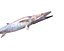 Wahoo Fish