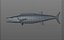 Wahoo Fish