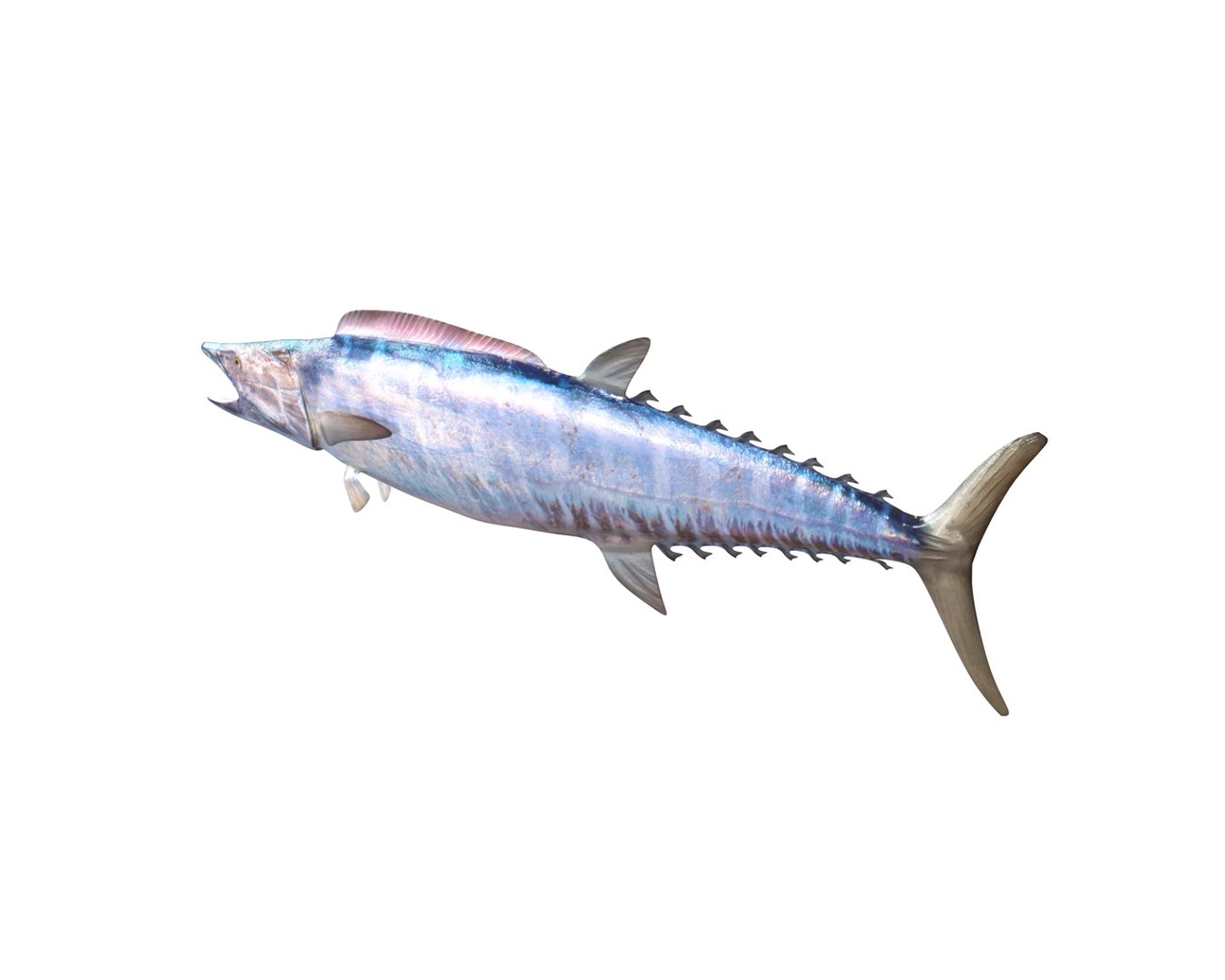 fish 3D model https://p.turbosquid.com/ts-thumb/jR/cuMTyq/eIWaNRMZ/4/jpg/1588405132/1920x1080/fit_q87/5985c36e8beea1ad3e15333fed094add9ad43d05/4.jpg