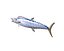 Wahoo Fish