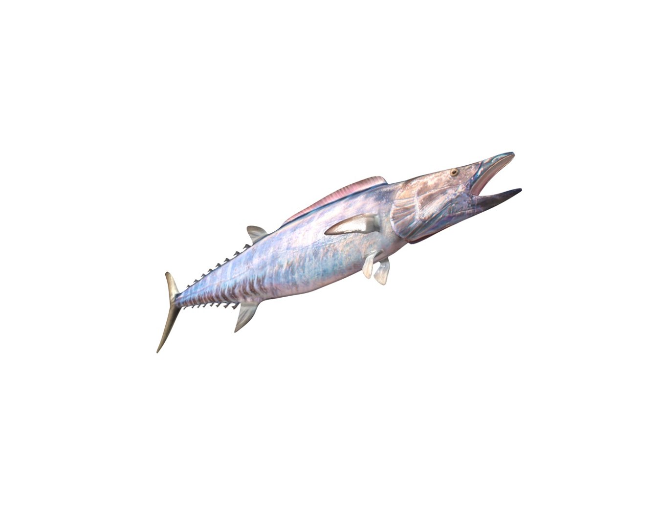 fish 3D model https://p.turbosquid.com/ts-thumb/jR/cuMTyq/mudTqR9j/8/jpg/1588405132/1920x1080/fit_q87/cb5df65f05059de3f4667528f4af53bbce8d78a3/8.jpg