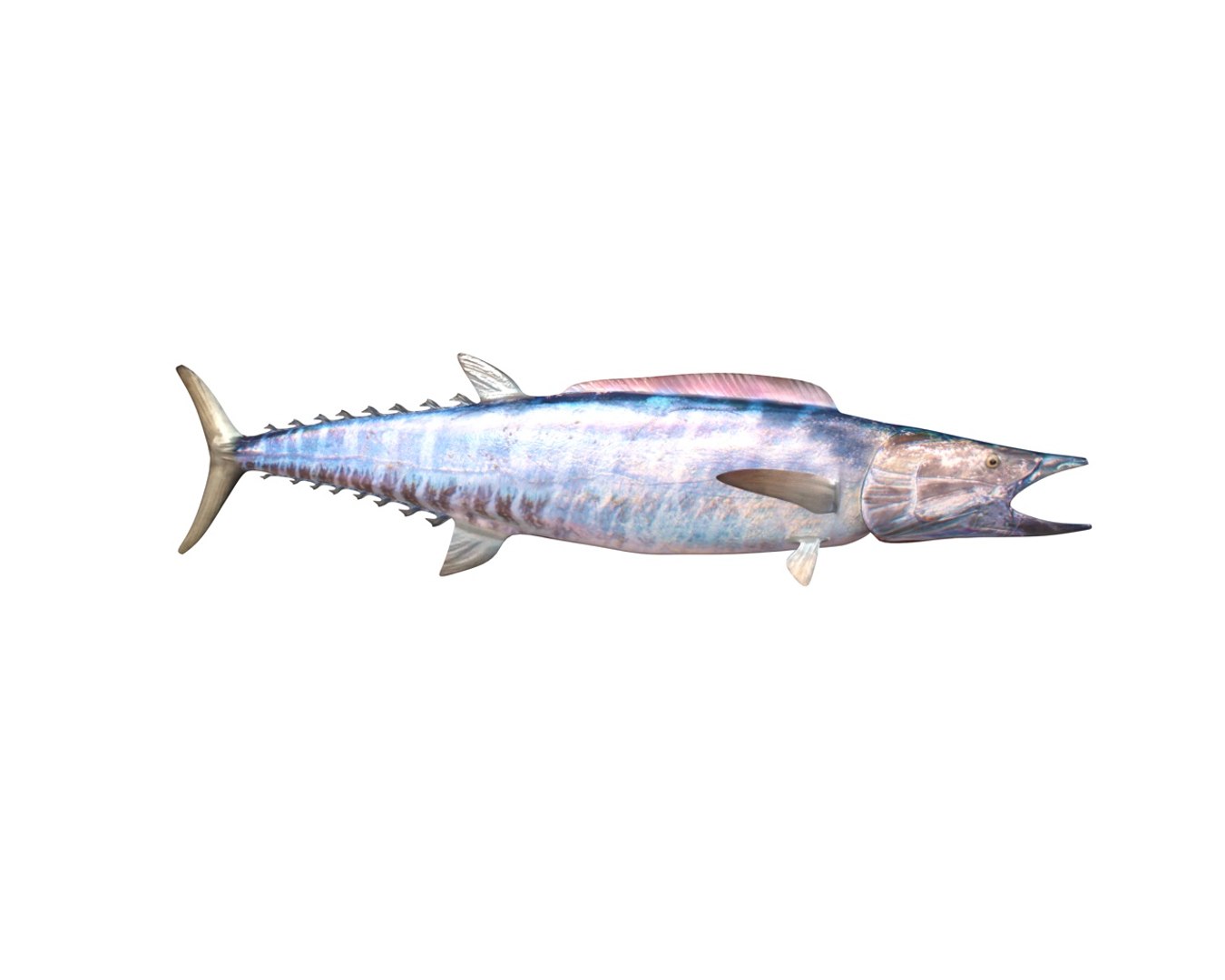 fish 3D model https://p.turbosquid.com/ts-thumb/jR/cuMTyq/qtXT73zW/7/jpg/1588405132/1920x1080/fit_q87/2880a6194a47c5d9e224b4b7203a06d7cb43cbc0/7.jpg