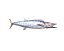 Wahoo Fish